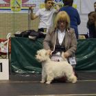 missgrandiflora canis terra best jun.in breed.jpg